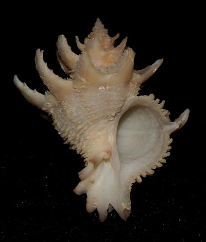 Babelomurex armatus